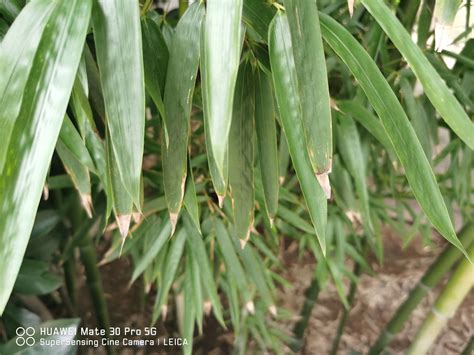 竹子繁殖方法|竹の繁殖力は驚異的！しっかり管理して被害を抑える。